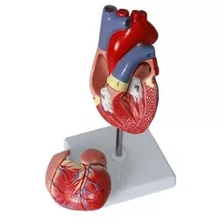 Модель серця людини RESTEQ 1:1. Серце анатомічна модель. Розбірна модель серця