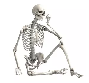 Велика модель скелета RESTEQ деталізована фігурка скелета анатомічний скелет людини 90см